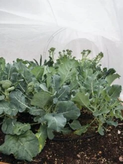 All-Purpose Garden Fabric -Optimal Garden Care 32646 7940 tif