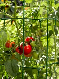 Tomato Cages, Set Of 4 -Optimal Garden Care 34182 588 tif