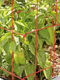 Pepper And Eggplant Cages, Set Of 3 -Optimal Garden Care 37464 567 tif