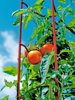 Tomato Ladders, Set Of 3 13 Tomato Ladders, Set Of 3 -Optimal Garden Care 38185 003E tif