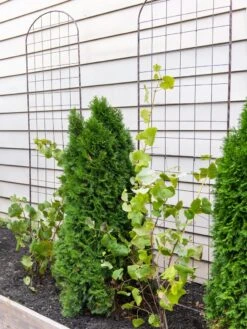 Jardin Flower Trellis -Optimal Garden Care 38689 6002 tif