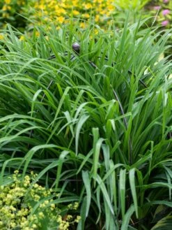 Jardin Bird Cage Support, 26" -Optimal Garden Care 39 521 0073 tif