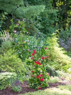 Essex Round Trellises 11 Essex Round Trellises -Optimal Garden Care 39545 2286 tif