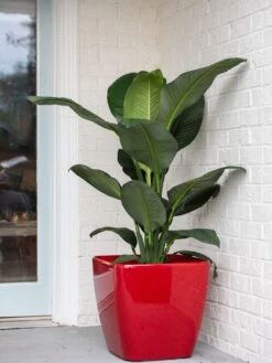 Viva Square Self-Watering Rolling Planter, 20" Diameter, Set Of 2 -Optimal Garden Care 3 4 crop 8612930 0032 tif