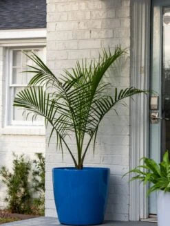 Viva Round Self-Watering Rolling Planter, 20" Diameter, Set Of 2 -Optimal Garden Care 3 4 crop 8612933 0024 tif