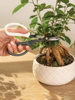 Japanese Pruning Scisssors -Optimal Garden Care 3 4 crop 8612968 0087