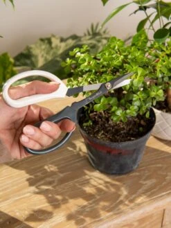 Japanese Pruning Scisssors -Optimal Garden Care 3 4 crop 8612968 0092