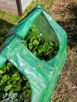 Multi Cloche -Optimal Garden Care 3 4 crop 8613213 0240