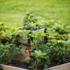 3-Tier Strawberry Bed -Optimal Garden Care 8586752 4530 tif