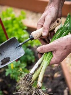 Gardener's Lifetime Trowel 10 Gardener's Lifetime Trowel -Optimal Garden Care 8586972 3286 tif