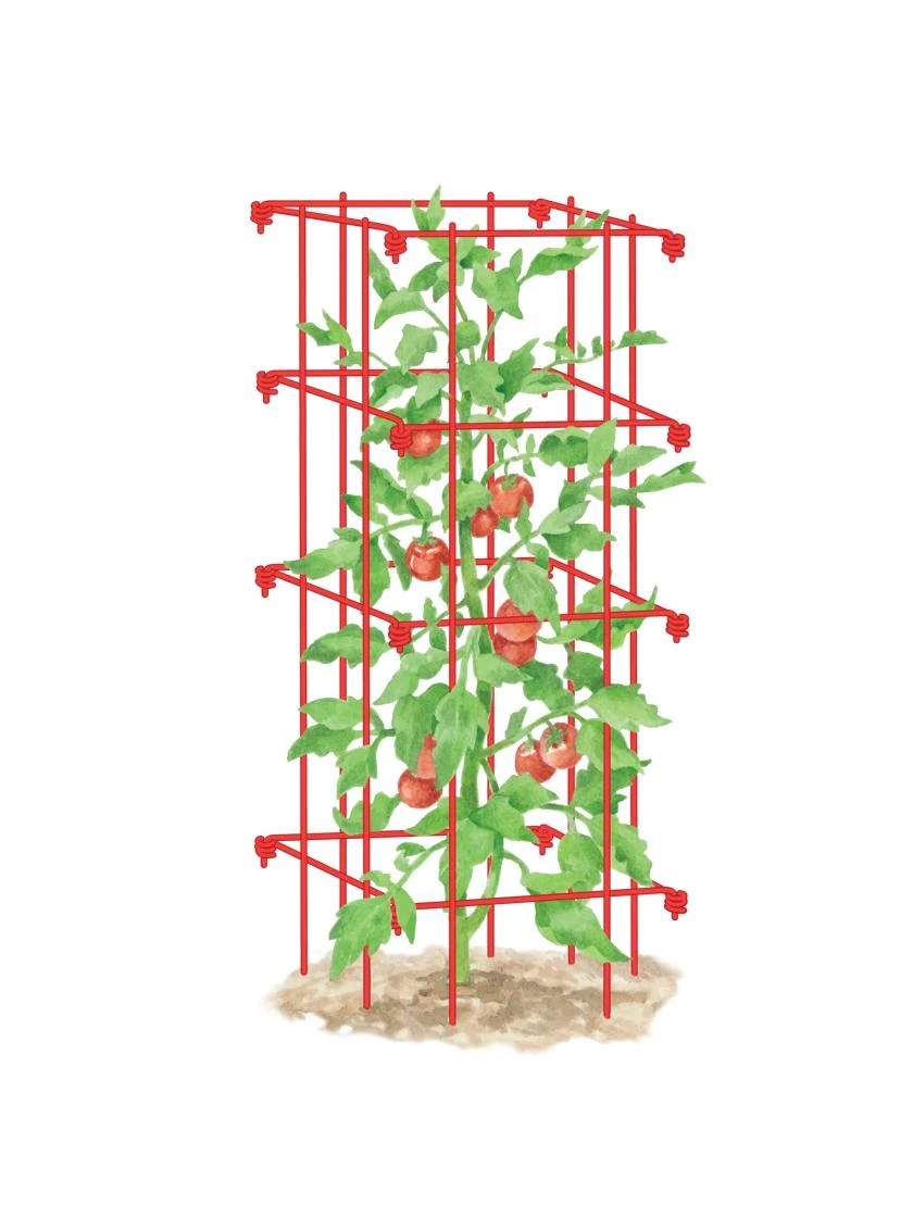 Tomato Cage, Single 3 Tomato Cage, Single
