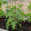 Pepper And Eggplant Cages, Set Of 3 1 Pepper And Eggplant Cages, Set Of 3 -Optimal Garden Care 8587048 1073 tif