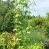 Bean Tower -Optimal Garden Care 8587060GRN 0112 3 4