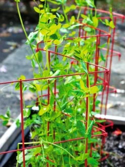 Expandable Pea Trellis -Optimal Garden Care 8587061 100 tif
