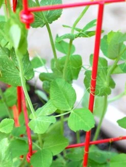 Tall Expandable Pea Trellis 11 Tall Expandable Pea Trellis -Optimal Garden Care 8587061 101 tif