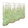 Tall Expandable Pea Trellis -Optimal Garden Care 8587062 0001 RED tall expandable pea trelis tif