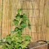 Wire A-Frame Trellis -Optimal Garden Care 8587104 526 tif