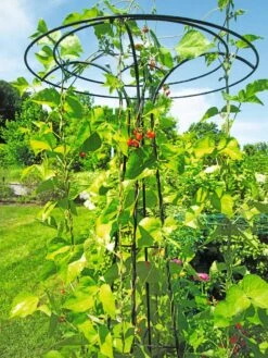 Essex Tuteur, 78" -Optimal Garden Care 8587861 100 tif