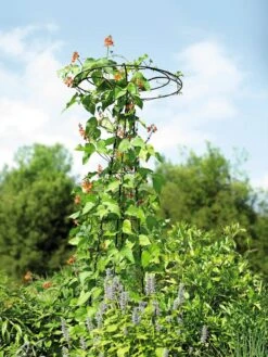 Essex Tuteur, 78" -Optimal Garden Care 8587861 4160 tif