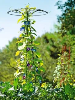 Essex Tuteur, 78" -Optimal Garden Care 8587861 5028 tif