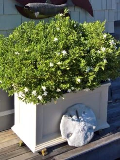 Fairfield Self-Watering Patio Planters, 20” X 36” -Optimal Garden Care 8588417 208V tif