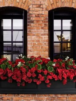 Fairfield Self-Watering Window Box, 5’ -Optimal Garden Care 8588938 102V tif