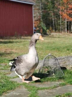 Chicken Wire Cloche -Optimal Garden Care 8590210 01IN tif