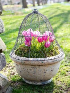 Chicken Wire Cloche -Optimal Garden Care 8590210 021 tif