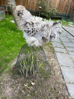 Chicken Wire Cloche -Optimal Garden Care 8590210 02CUST tif