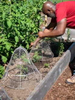 Chicken Wire Cloche With Extension -Optimal Garden Care 8590210 0442 tif