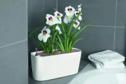 Lechuza® Delta Self-Watering Windowsill Planters -Optimal Garden Care 8590298 01V tif