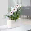 Lechuza® Delta Self-Watering Windowsill Planters 1 Lechuza® Delta Self-Watering Windowsill Planters -Optimal Garden Care 8590298 03V tif