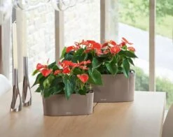 Lechuza® Delta Self-Watering Windowsill Planters -Optimal Garden Care 8590298 04V tif