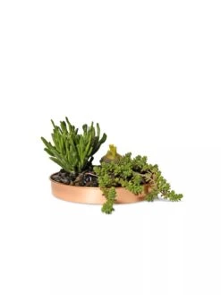 Small Round Copper Plant Tray, 10" -Optimal Garden Care 8593529 2908 tif