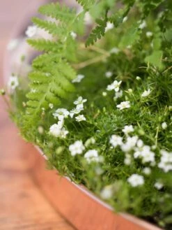 Large Round Copper Plant Tray, 14" -Optimal Garden Care 8593531 4553 tif