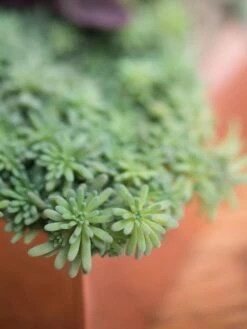 Tall Rectangular Copper Plant Tray, 18" X 5" X 4" -Optimal Garden Care 8593534 4601 tif