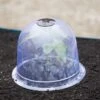 Medium Garden Cloches, Set Of 6 -Optimal Garden Care 8593985 347 tif