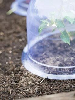 Medium Garden Cloches, Set Of 6 -Optimal Garden Care 8593985 9441 tif