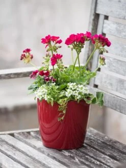 Viva Round Self-Watering Planter, 7" Diameter -Optimal Garden Care 8595222 1137 tif