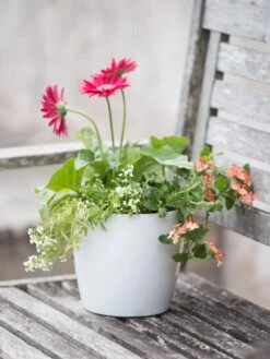 Viva Round Self-Watering Planter, 7" Diameter -Optimal Garden Care 8595222 1139 tif