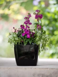 Viva Square Self-Watering Planter, 7" Diameter 13 Viva Square Self-Watering Planter, 7" Diameter -Optimal Garden Care 8595223 1107 tif