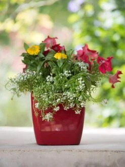 Viva Square Self-Watering Planter, 7" Diameter 12 Viva Square Self-Watering Planter, 7" Diameter -Optimal Garden Care 8595223 1111 tif