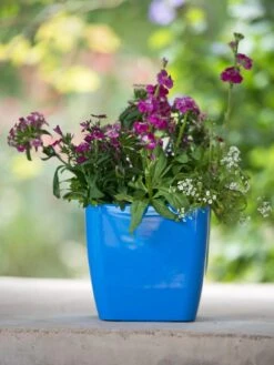 Viva Square Self-Watering Planter, 7" Diameter 10 Viva Square Self-Watering Planter, 7" Diameter -Optimal Garden Care 8595223 1113 tif