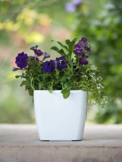 Viva Square Self-Watering Planter, 7" Diameter 11 Viva Square Self-Watering Planter, 7" Diameter -Optimal Garden Care 8595223 1118 tif