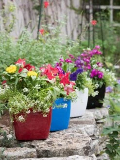 Viva Square Self-Watering Planter, 7" Diameter 9 Viva Square Self-Watering Planter, 7" Diameter -Optimal Garden Care 8595223 5308 tif