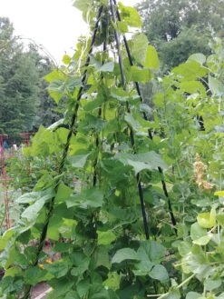 Titan Teepee Trellis -Optimal Garden Care 8595757 01EMP tif