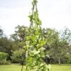 Titan Teepee Trellis -Optimal Garden Care 8595757 1206 titan teepee cucumber peas beans tif