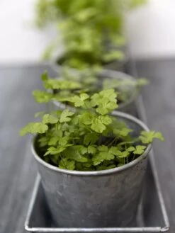 Galvanized Herb Planters With Rectangular Tray -Optimal Garden Care 8595903 advice 1777 tif