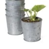 Galvanized Planting Cups, Set Of 5 -Optimal Garden Care 8596104 9899 tif