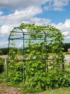 Titan Squash Tunnel 15 Titan Squash Tunnel -Optimal Garden Care 8596276 0133 tif